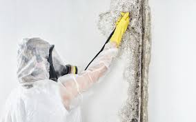 Why You Should Choose Our Mold Remediation Services in Farmersville, CA